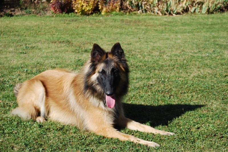 Galame des loups du domaine de Clovis