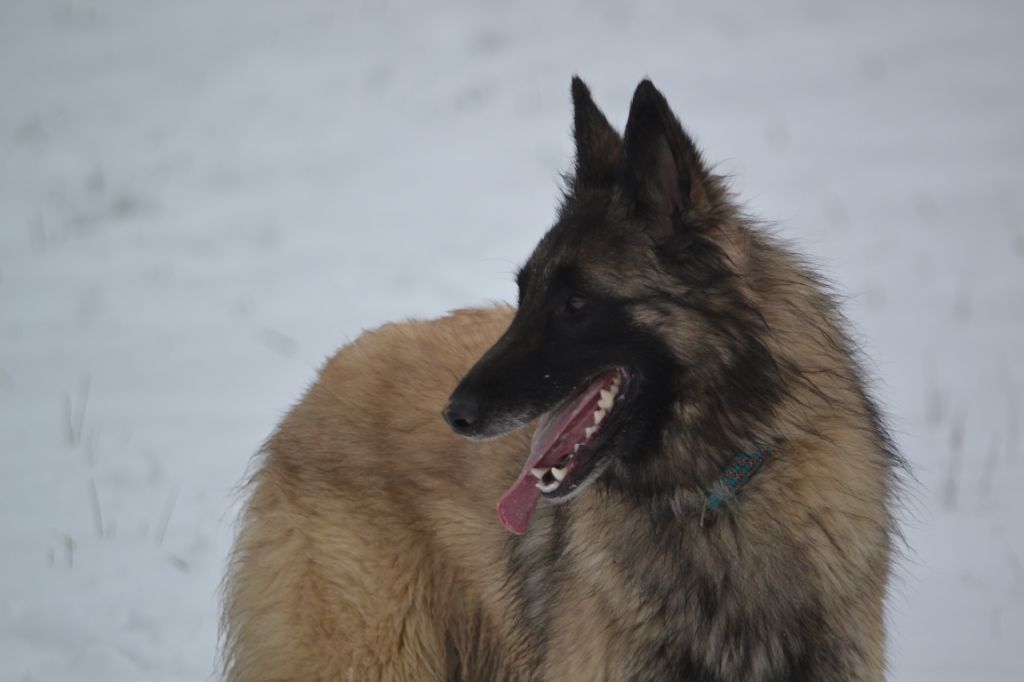 Mystik Des Canis De La Louvière