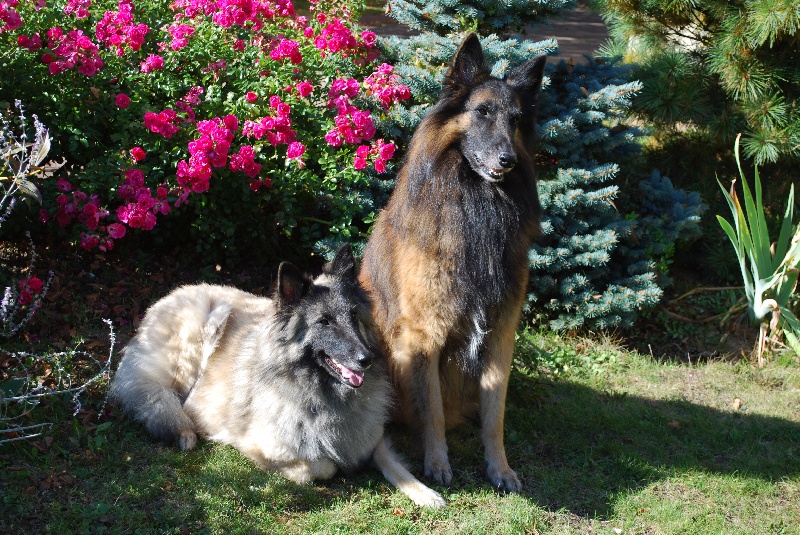 Galame des loups du domaine de Clovis