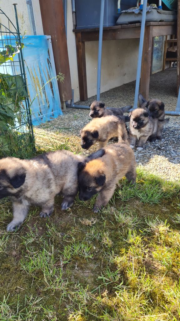 chiot Berger Belge Des Canis De La Louvière