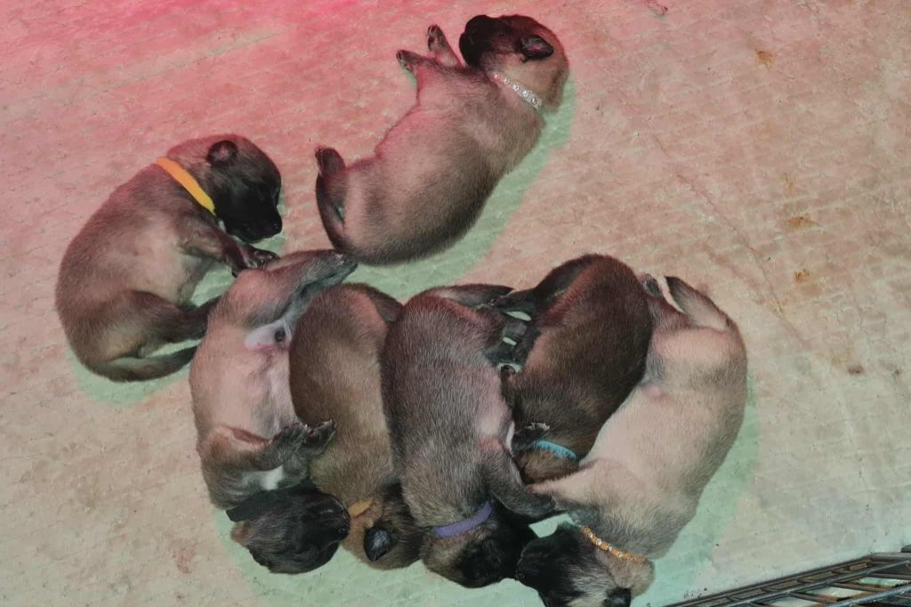 chiots tervueren