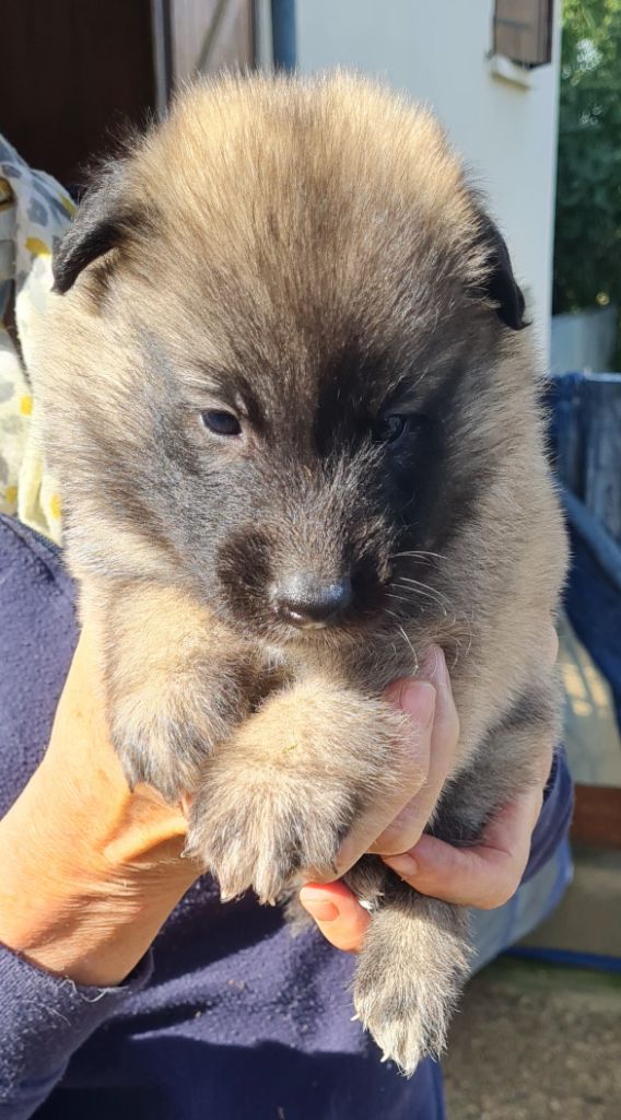 Des Canis De La Louvière - Chiots disponibles - Berger Belge