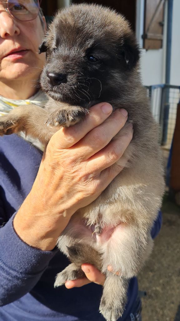 Des Canis De La Louvière - Chiots disponibles - Berger Belge