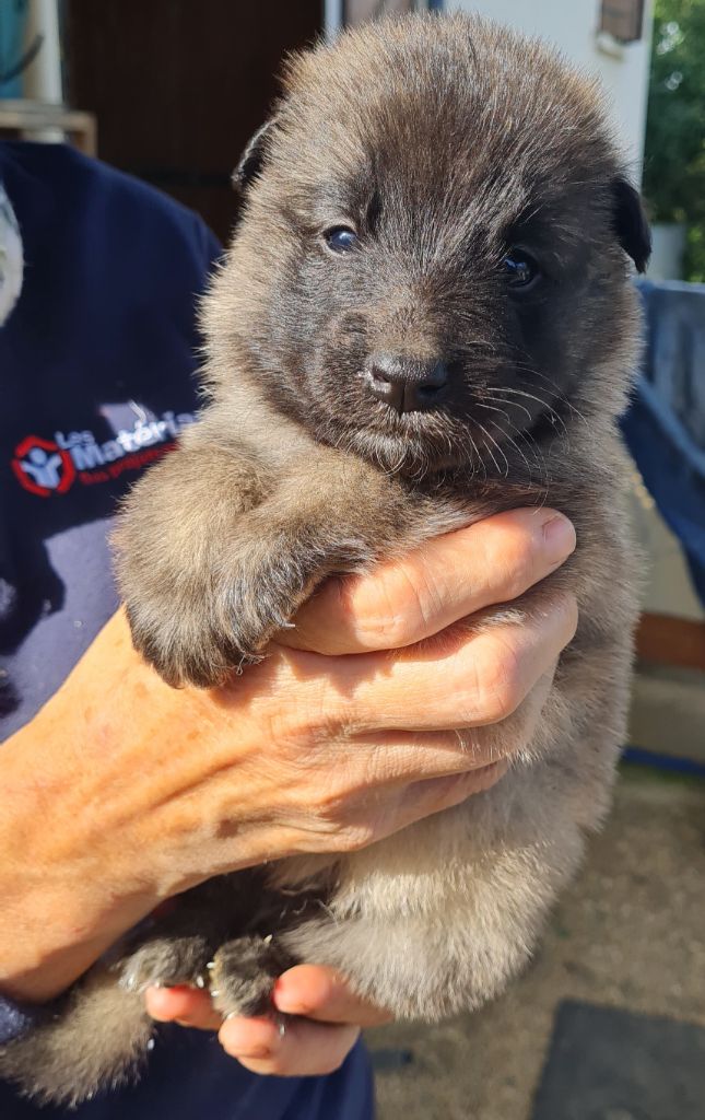 Des Canis De La Louvière - Chiots disponibles - Berger Belge