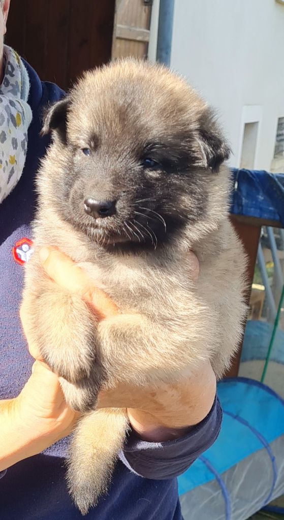 Des Canis De La Louvière - Chiots disponibles - Berger Belge
