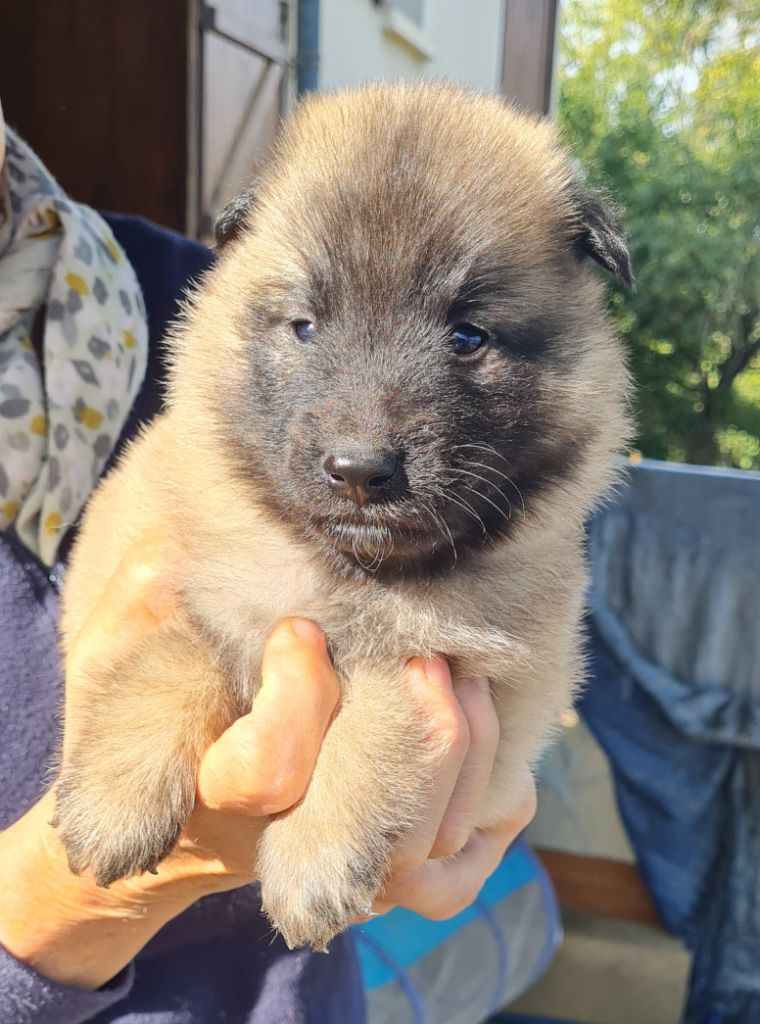 Des Canis De La Louvière - Chiots disponibles - Berger Belge